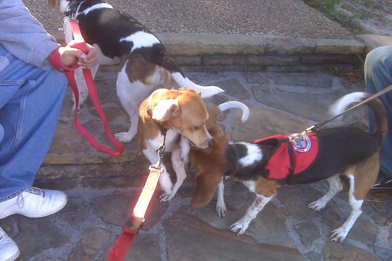 These are Round The Clock Pest Control's bed bug Inspection Beagles.