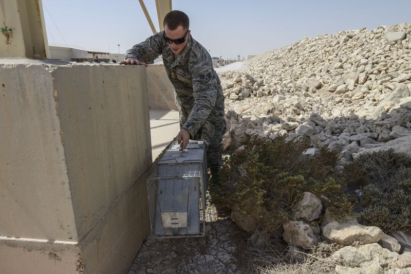 Senior Airman Jordan Hocker prepares a live trap beside a concrete wall at the 379th Air Expeditionary Wing in Southwest