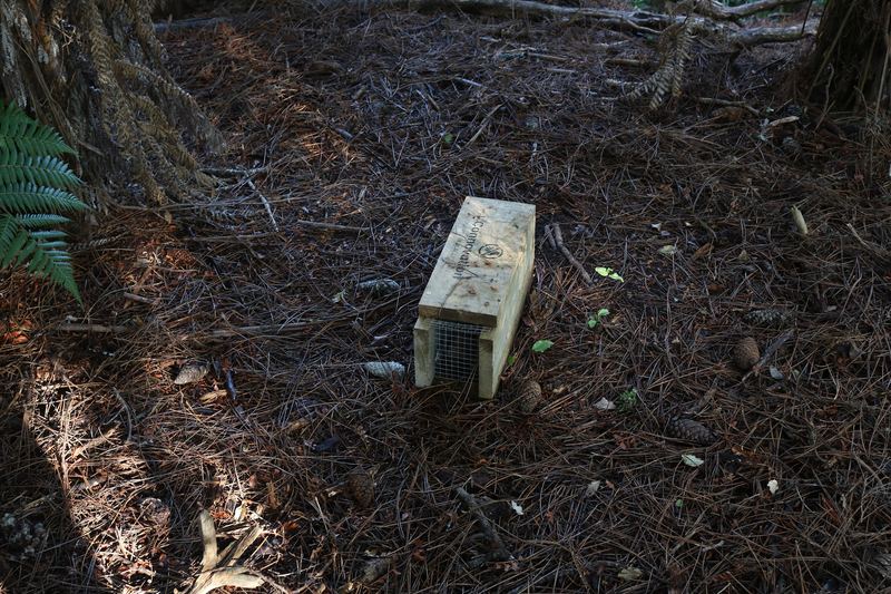 Rat trap in Burnside Escarpment, Albany, Auckland.